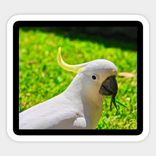 Cockatoo Looking Right at You! Sticker